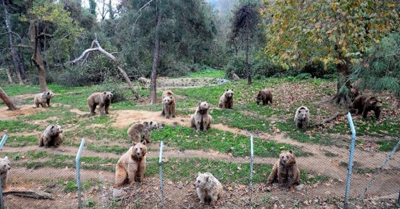 Ayılar kış uykusu için enerji depoluyor