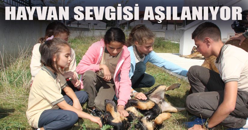 Sahipsiz köpeklerin yeni yuvası okul oldu