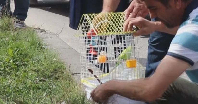Minik Zehra, ‘Şaşkın’ İsimli Kuşundan Ayrılmadı