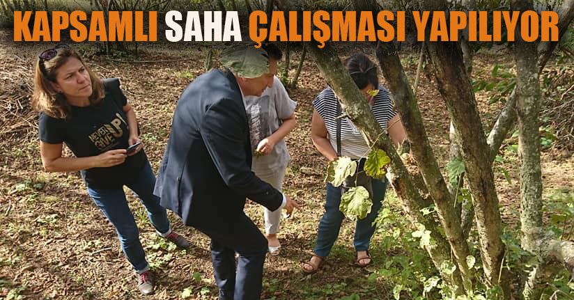 Uzman Akademisyenler fındık bahçelerini inceliyor
