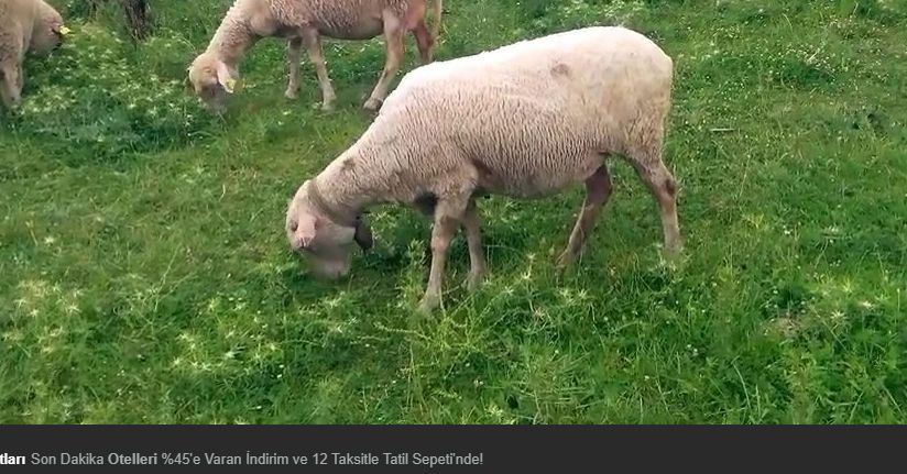 Unutulmak üzere olan ’Kelek’ sanatını yaşatmaya çalışıyor