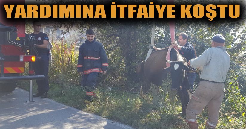 Kanala Düşen İneği İtfaiye Çıkarttı