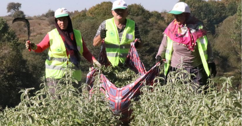 Bolu’da İlk ‘Ada Çayı’ Hasadı Yapıldı