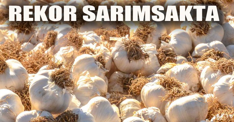 Sarımsağın fiyatı yüzde 45 arttı