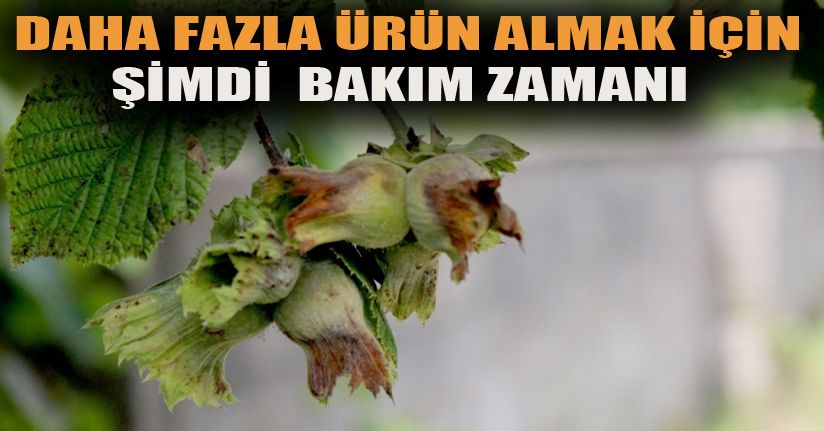 Fındık bahçelerinde şimdi ne yapılmalı?