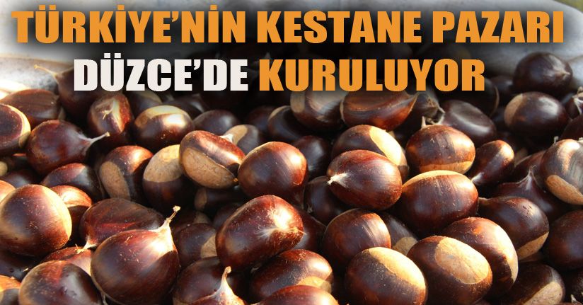 Kestane, fındıktan sonra Batı Karadeniz Bölgesi’nin gözdesi