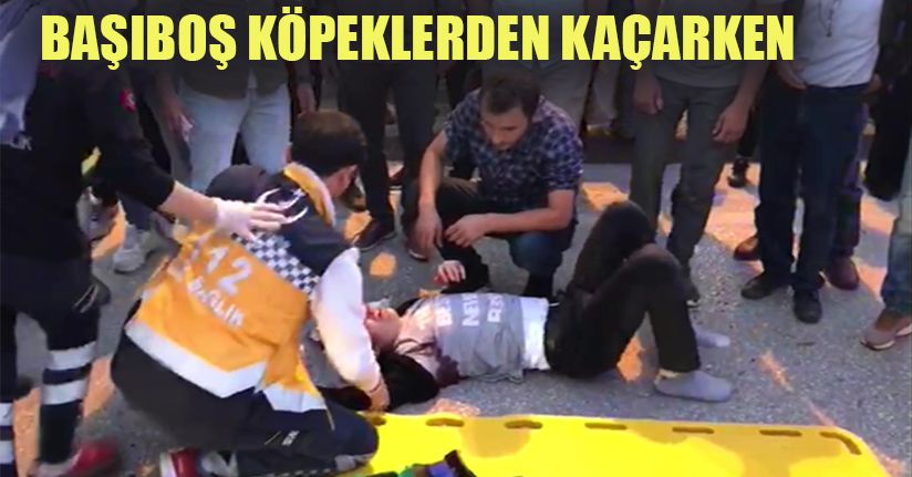 Başıboş Köpekler Dehşet Saçtı