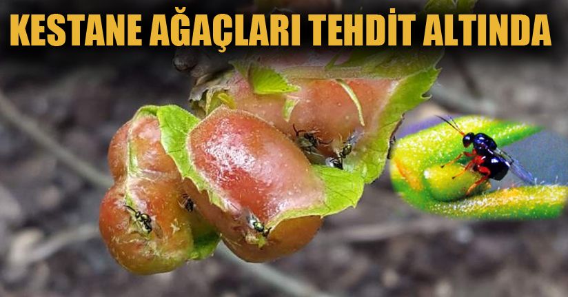 Kestane Üretimini Tehdit Ediyor