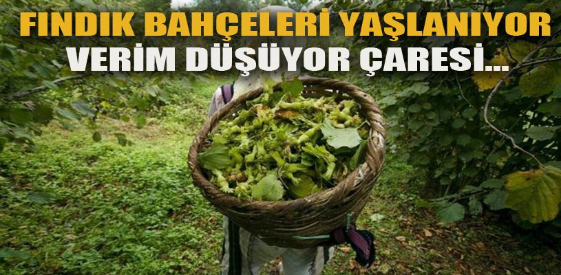 Fındık bahçelerinin gençleşmesi gerekiyor