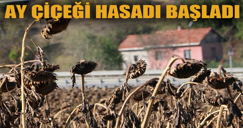 Bolu’da, yağlık ayçiçeği hasadı devam ediyor