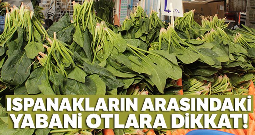 Ispanakların arasındaki yabani otlara dikkat