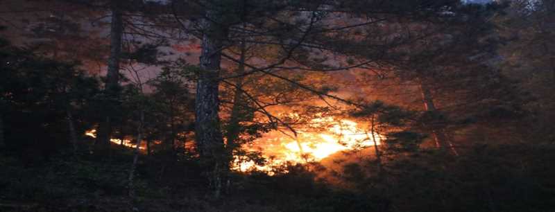 Sakarya'da orman yangını kısmen kontrol altına alındı