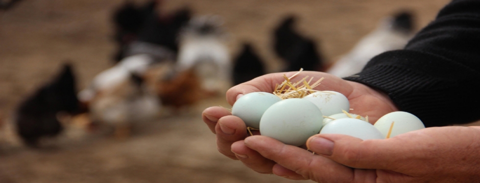 Tavuk yumurtası üretimi Ağustos'ta yüzde 2,9 arttı