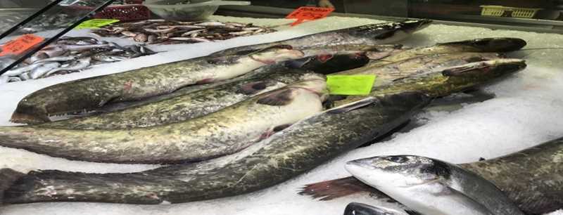 Tezgahlara yayın balığı 25 TL'den satılıyor