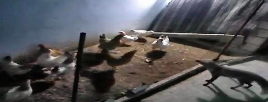 Tavukları eksilince kümese güvenlik kamerası kurdu