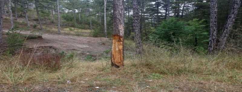 Çıra için oyulan ağaç tedavi edildi