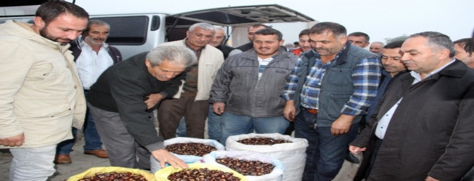 Türkiye'nin kestane pazarı Düzce'de kuruluyor