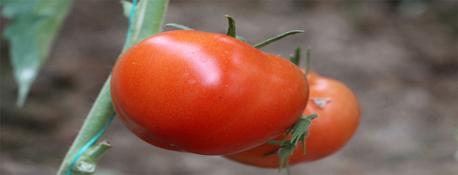 Türkiye'nin domates merkezinden tüketiciye müjdeli haber