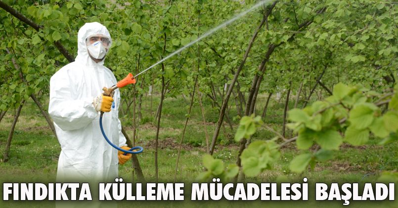 Fındıkta külleme mücadelesi başladı