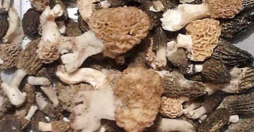 Kuzugöbeği avcıları bayramda iş başında