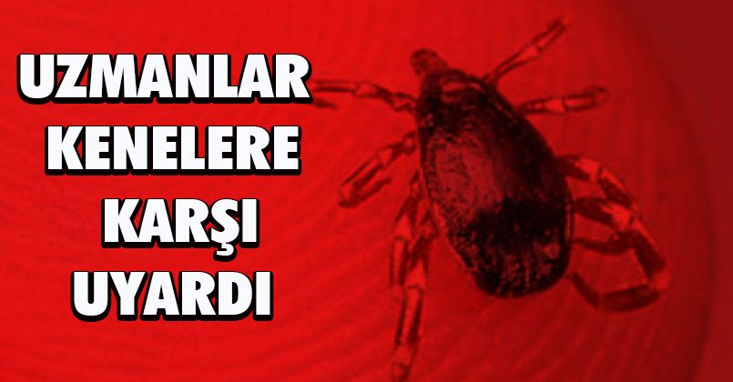 Bu belirtiler varsa dikkat: Uzmanlar kenelere karşı uyardı