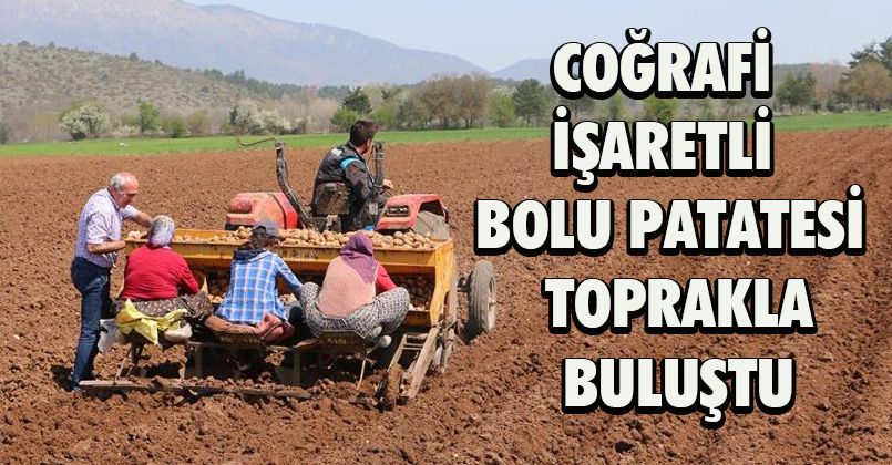 Coğrafi işaretli Bolu patatesi toprakla buluştu