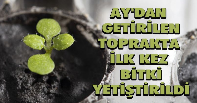 Ay'dan getirilen toprakta ilk kez bitki yetiştirildi