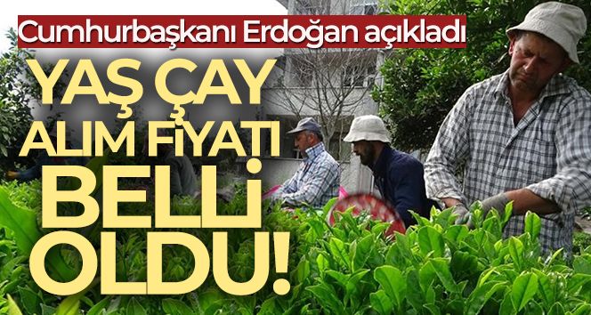 Yaş Çay Taban Fiyatı Açıklandı