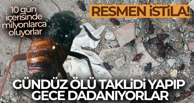 'Hamam böceği' istilası: Gündüz ölü taklidi yapıyorlar gece evlere dadanıyorlar