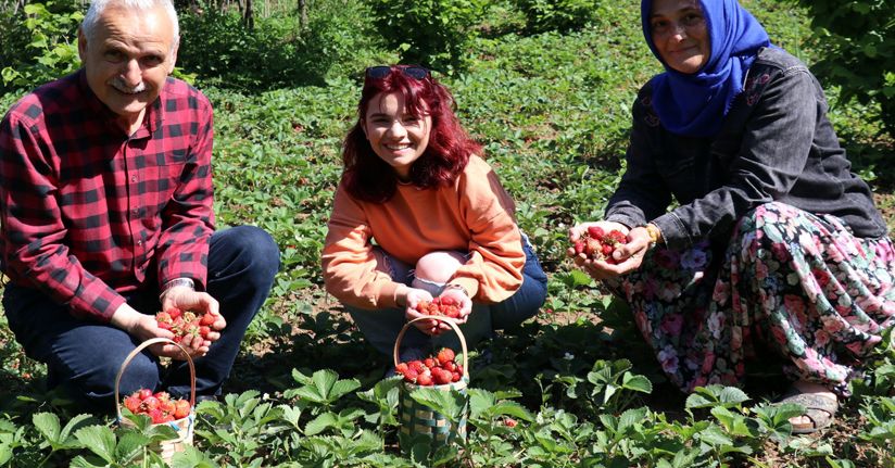 Aromasıyla sofraları süsleyen Zonguldak Ereğli çileğinde hasat başladı