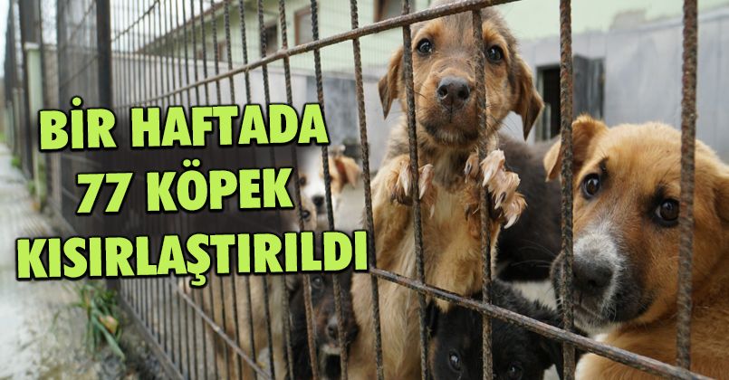 Bir Haftada 77 Köpek Kısırlaştırıldı