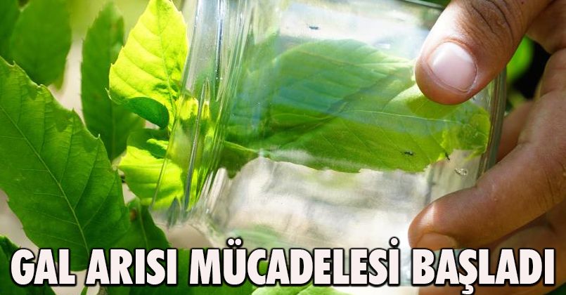 Katil Gal Arısı Mücadelesi Başladı