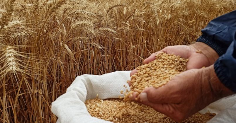 Yağışların buğday rekoltesini arttırması bekleniyor
