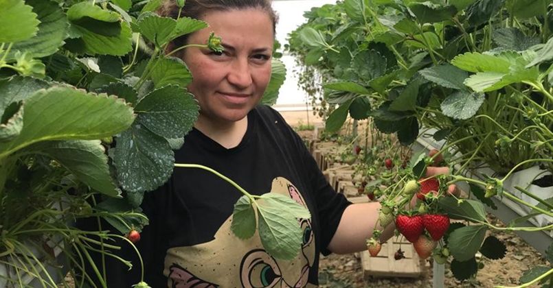 Mühendis çift mesleklerini bırakıp çilek serası kurdu