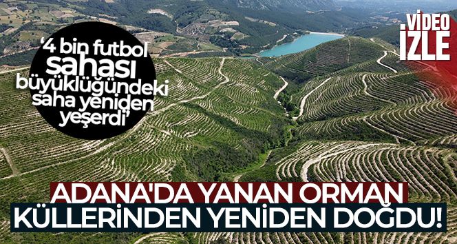 Adana'da yanan orman küllerinden yeniden doğdu