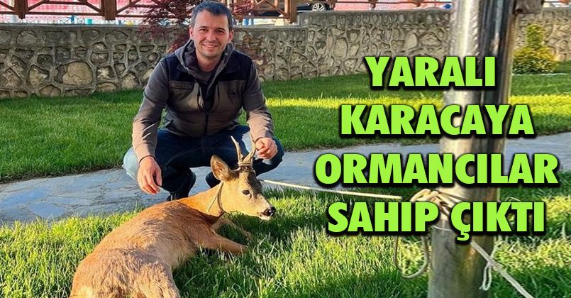 Yaralı karacaya ormancılar sahip çıktı