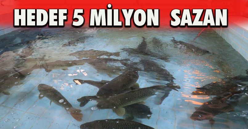 Sağımı yapılan sazanlardan üretilen 5 milyon yavru göllere salınacak