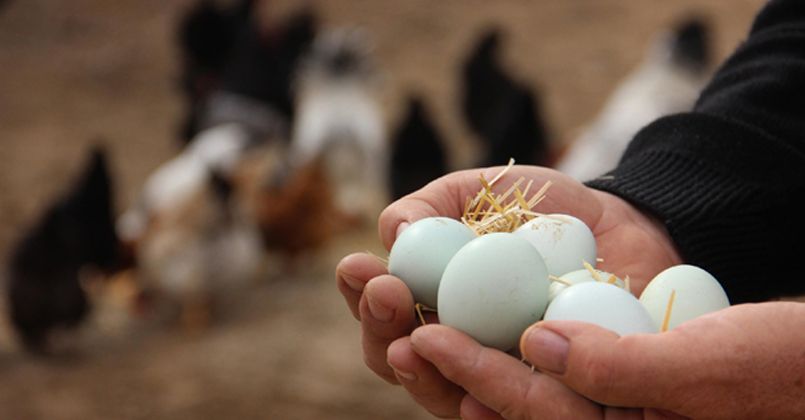 Rekabet Kurulu yumurta üreticileri ve yumurta birliklerini merceğe aldı
