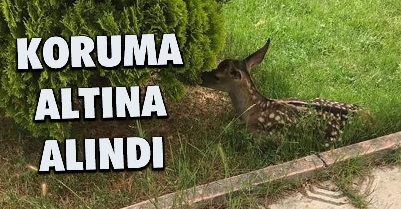 Annesi bulunamayan kızıl geyik koruma altına alındı