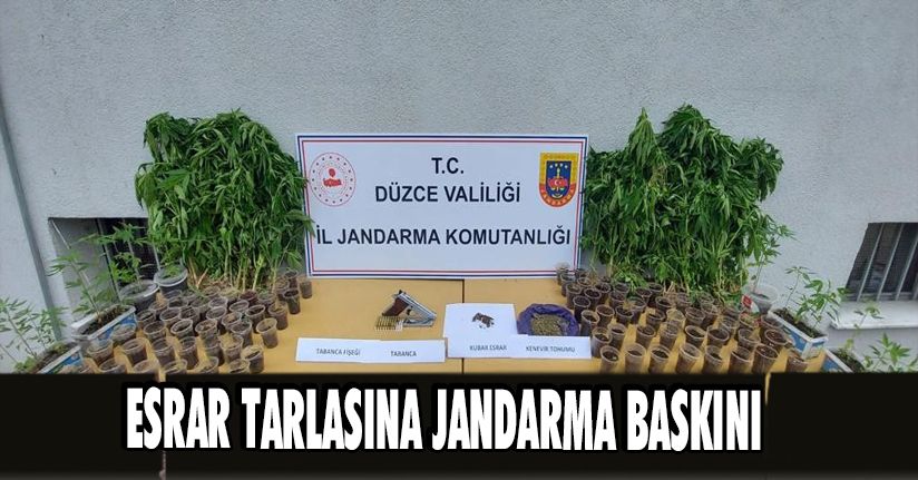 Esrar Tarlasına Jandarma Baskını