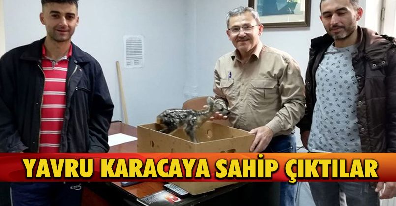 Yavru Karacaya Sahip Çıktılar