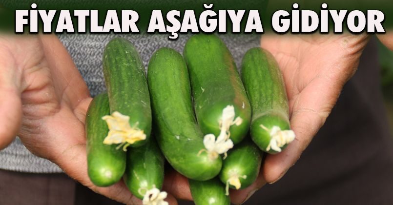 Hasadı başlayan salatalıkta fiyat ters yönde