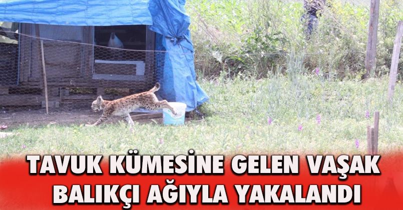 Tavuk kümesine gelen vaşak, balıkçı ağıyla yakalandı