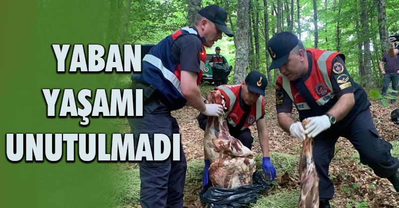 Yaban hayvanları için doğaya 100 kilo et bırakıldı