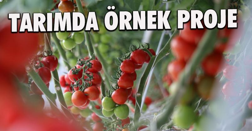 Yılda 1250 ton domates üretimi hedeflenen merkez dünya piyasasına açılacak