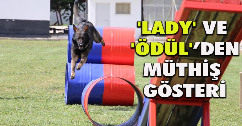 Jandarmanın eğitimli köpeklerinin gösterisi alkış topladı