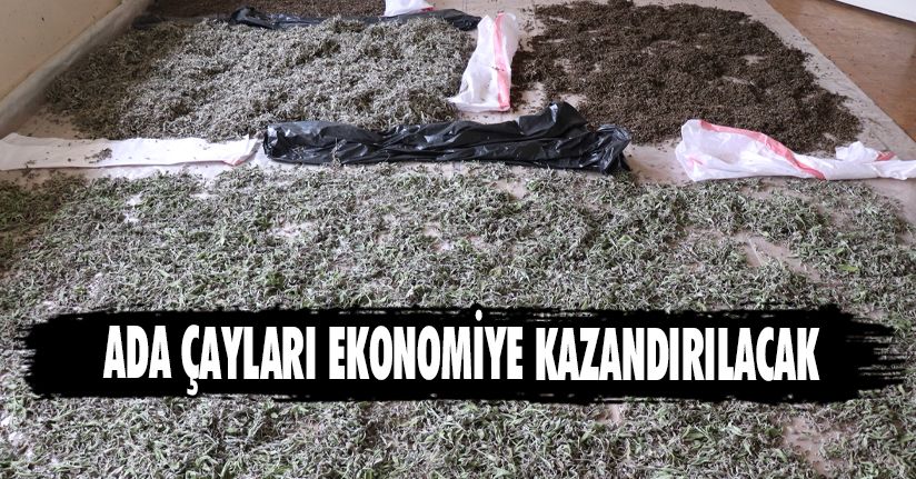 Ada Çayları Ekonomiye Kazandırılacak
