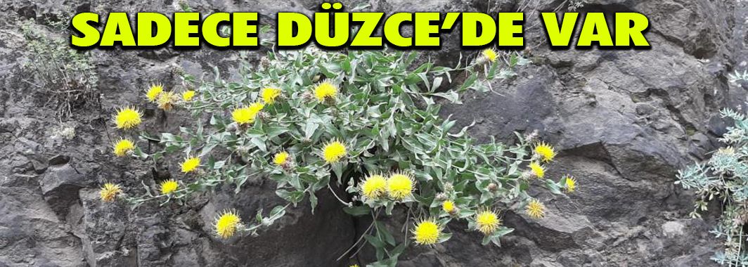 Sadece Düzce’de var