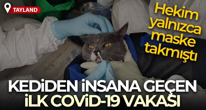 Tayland'da kediden insana geçen ilk Covid-19 vakası