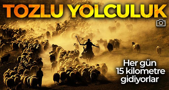 Sürülerin tozlu yolculuğu